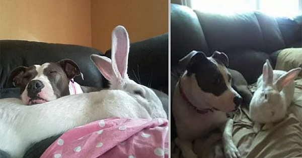 Rescue Pitbull Befriends Giant Rabbit And Now They Are Inseparable