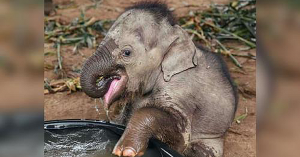 Rescued Baby Elephant Has The Most Adorable First Bath