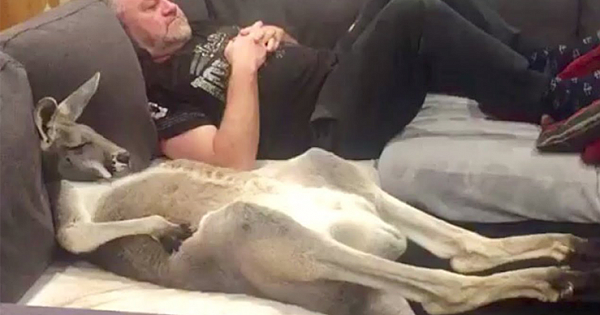 Rufus The Rescued Kangaroo Insists On Daily Couch Cuddles With Dad