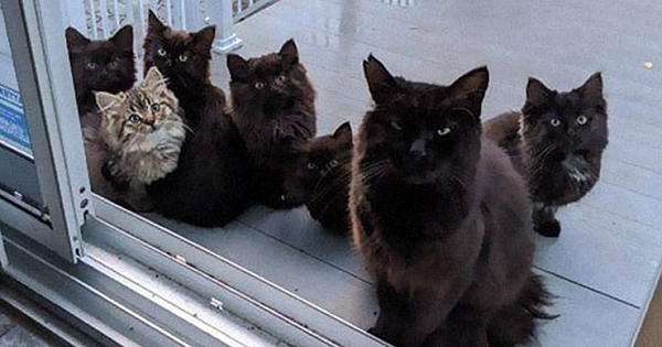 Stray Cat Introduced All Her Six Babies To Woman Who Helped Her