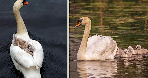 Swan Dad Takes Babies Under His Wing After Death Of Mother