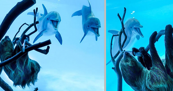 These Dolphins Keep Grinning When Seeing A Sloth For The First Time
