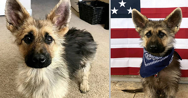 This 2-Year-Old German Shepherd With Dwarfism Will Always Look Like A Puppy Forever