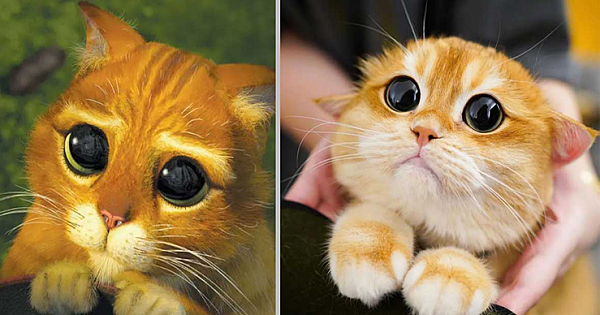 This Adorable Cat With Gigantic Round Eyes Looks Like A Clone Of Puss In Boots