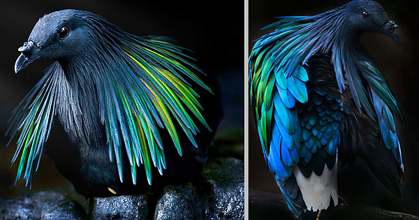 This Colorful Pigeon With Luminous Feathers Is The Closest Living Relative To The Extinct Dodo Bird