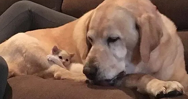 This Senior Lab Adores Raising His Stray Kitten 'Little Sister' Who Is Blind