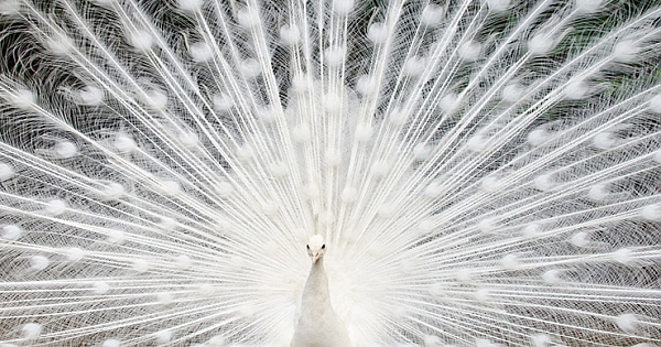 Top 10 Most Beautiful Birds In The World