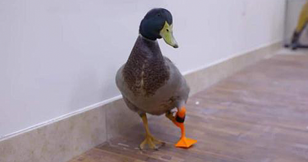 Waddles The Duck Walks For The First Time Ever On His 3D-Printed Prosthetic Leg