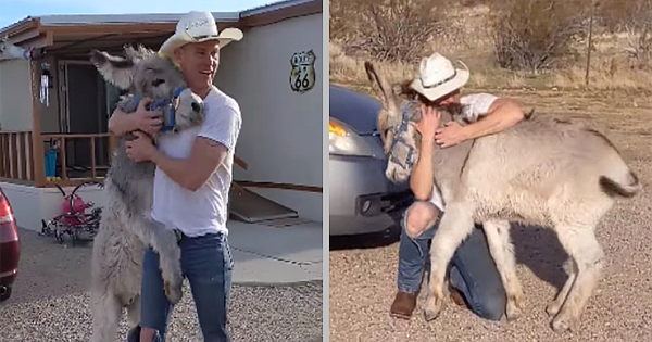 Wild Donkey Behaves Just Like A Dog Whenever His Dad Comes Home
