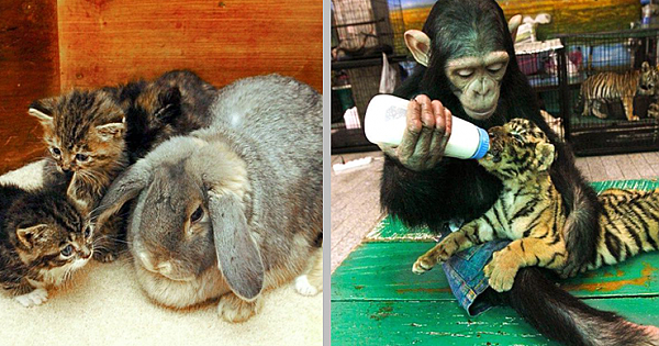 12 Kind Animals That Adopted Other Species