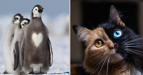 14 Adorable Animals With The Most Unique Fur Markings