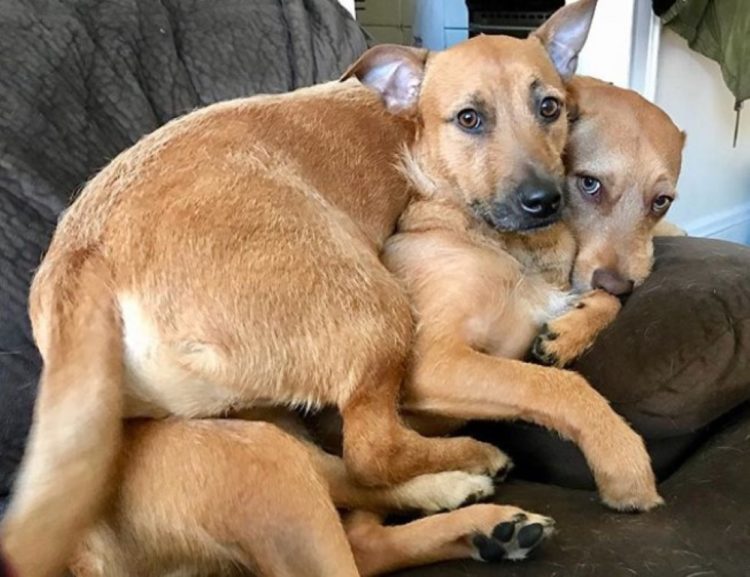 Rescued Dog Finds Her Lost Twin On The Street And Begs Her Mother To Adopt Him (9 Pics)
