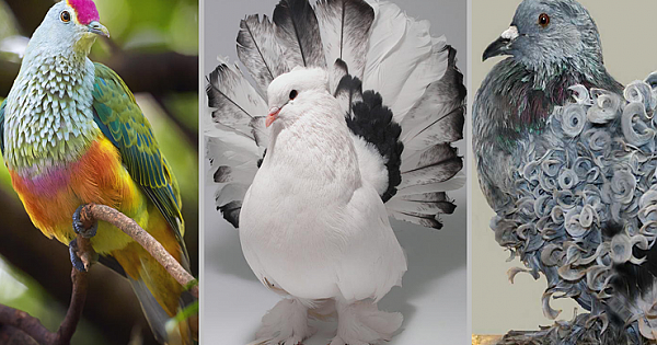 23 Photos That Showcase The World's Most Beautiful Doves And Pigeons