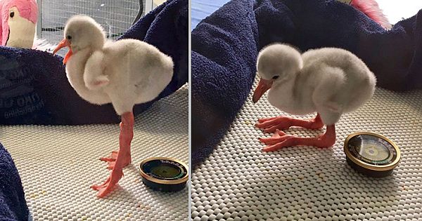 Baby Flamingo Tries So Hard To Be Adult, Instead Becomes Internet Star