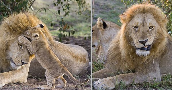 Beautiful Moment Lion Cub Meets Its Dad For The First Time