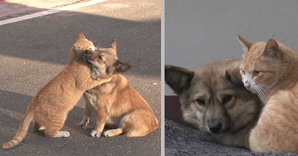 Homeless Cat Comforts An Abandoned Puppy That Just Awaits The Return Of Its Owners
