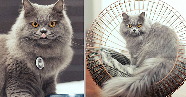 Meet Panther, The Absolutely Stunning Persian Cat (13 Pics)