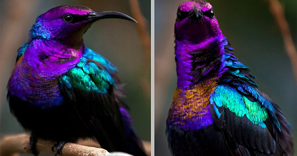 Meet Splendid Sunbird, This Bird Looks Like It Came Right From A Paradise