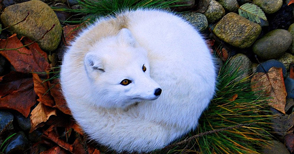 Meet The Beautiful Arctic Fox – The Hardiest Of All Arctic Animals
