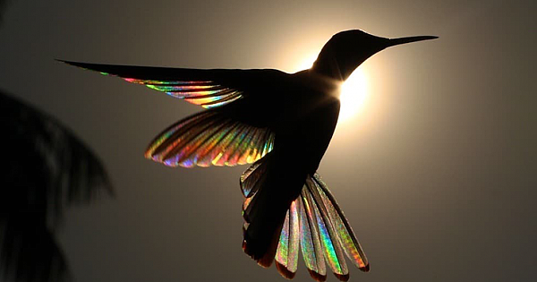 Photographer Captures Incredible Images of Hummingbird&#039;s Wings Turn Into Rainbows (8 Pics)