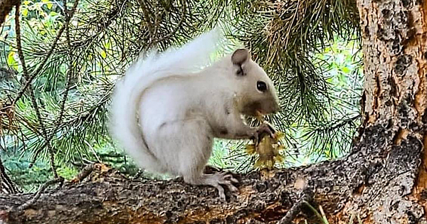 'Rare Critter' Spotted Climbing Trees At Colorado State Park, Video Shows