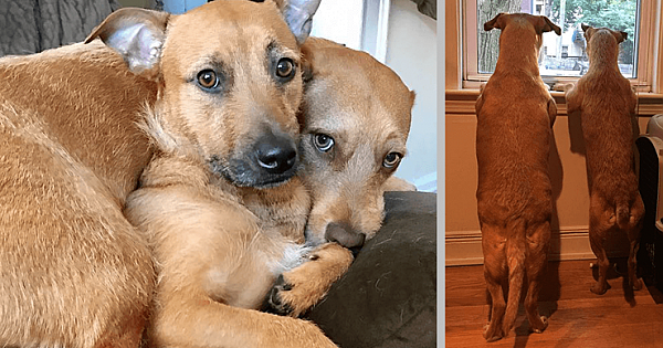 Rescued Dog Finds Her Lost Twin On The Street And Begs Her Mother To Adopt Him (9 Pics)