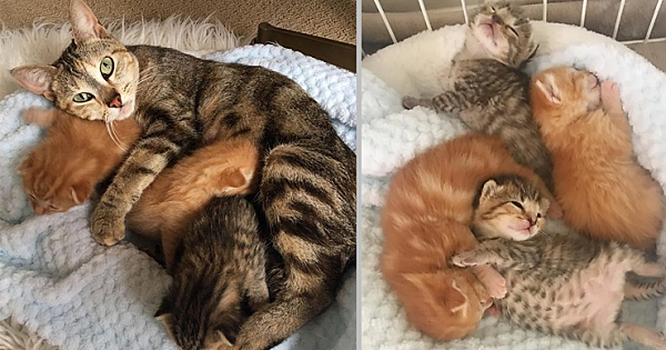 Stray Cat Comes Back to Find Her Kittens Who Were Taken And Brought To The Shelter (Video & Pics)