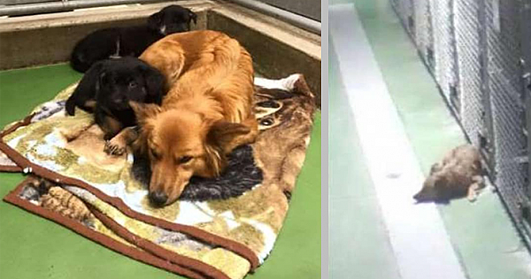 Surveillance Cameras Capture Shelter Dog Breaking Out Of Her Kennel To Comfort Crying Puppies
