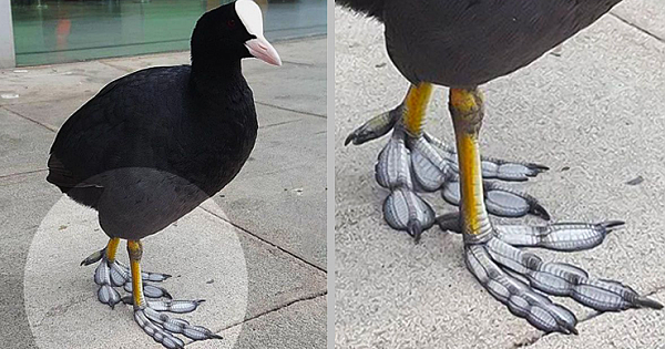 This Bird Has Unique Feet That Look Like Feathers (11 Pics)