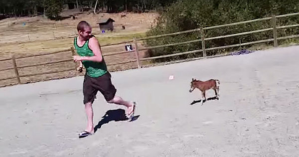 Tiniest Horse Ever That Can't Stop Chasing His Giant Human (Video & Pics)