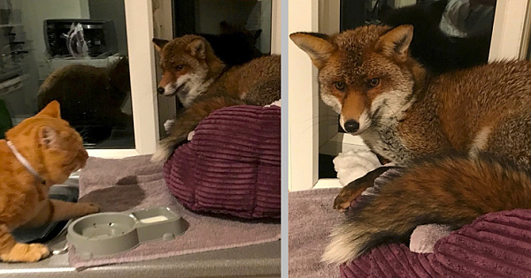 Woman Finds Fox Sleeping In Her Cat's Bed, Gets Surprised By The Way It Acts