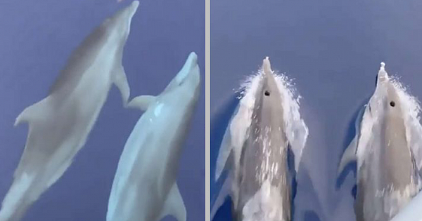 A Pair Of Dolphins Spotted Holding 'Hands' While Swimming