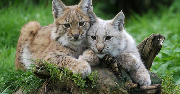 Adorable Bobcat Family Moved Into The Woman's Front Yard For Over A Month