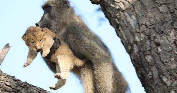 Baboons Caught On Camera Grooming Baby Lions In Kruger National Park