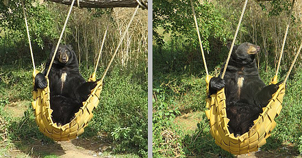 Black Bear Swings From The Hammock And Enjoys The Last Sunny Days Of Summer