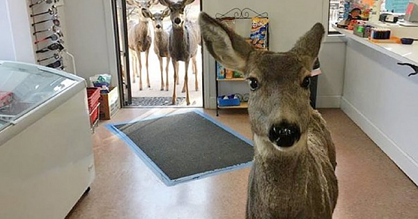 Deer Browses Gift Shop — Then Comes Back Later With Kids