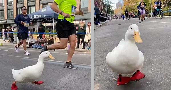 Duck Runs The NYC Marathon Wearing Red Running Shoes And People Can't Get Enough Of It