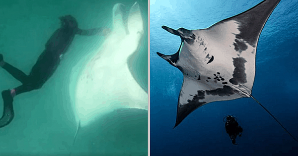 Intelligent Manta Ray Asks a Diver For Help to Help To Save Her Life (Pics & Video)