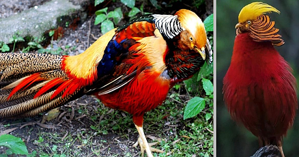 Meet the Golden Pheasant – The Shy Bird That Hides Its Beauty (13 Pics)