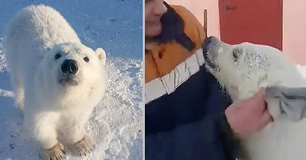 Orphaned Polar Bear Loves To Hug The Arctic Workers Who Saved Her Life (Pics & Video)