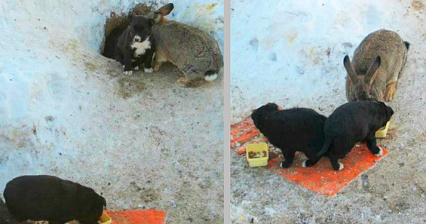 Rabbit Adopts Three Stray Puppies, Protects Them, Keeps Them Fed And Warm
