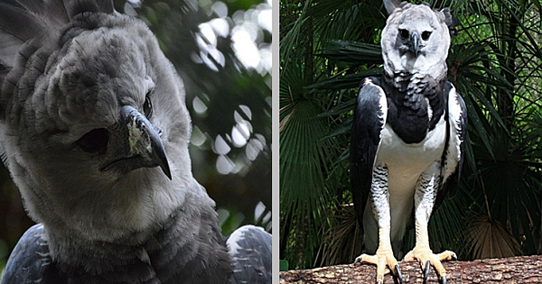 The Largest Eagles in the World Have Talons Bigger Than Bear Claws