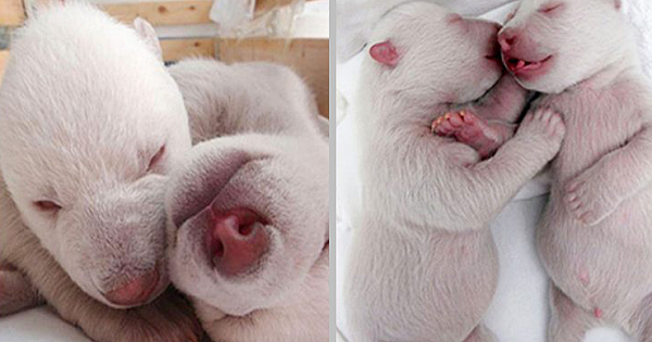 Your Heart Will Melt When You See These Newborn Polar Bear Twins