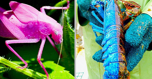 18 Animals That Lost and Won the Genetic Lottery at the Same Time
