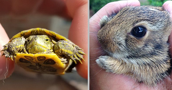 18 Baby Animal Facts That Make Us Want to Thank Mother Earth for All the Smiles