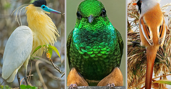 20 Most Beautiful Birds in the World (Pics)