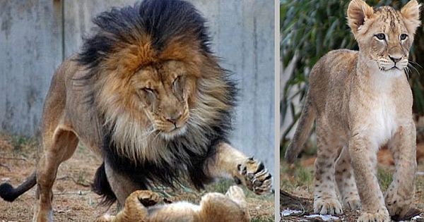 A Lion Get Scold By His Lioness For Playing With Their Daughter