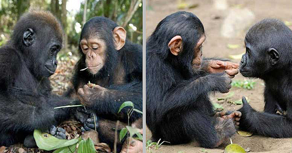 Baby Gorilla And Baby Chimpanzee Build A Special Bond, Captured By Photographer