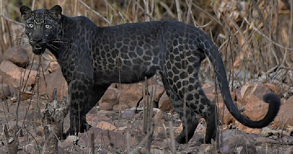 Extremely Rare Black Leopard Is Spotted In Indian Wildlife