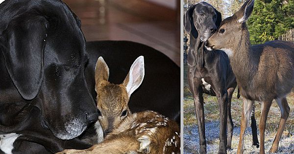 Great Dane Adopts Orphaned Pawn – Their Story Inspired A Children's Book